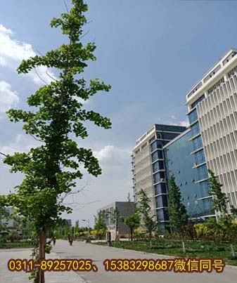 石家庄医学高等专科学校春日美景046.jpg
