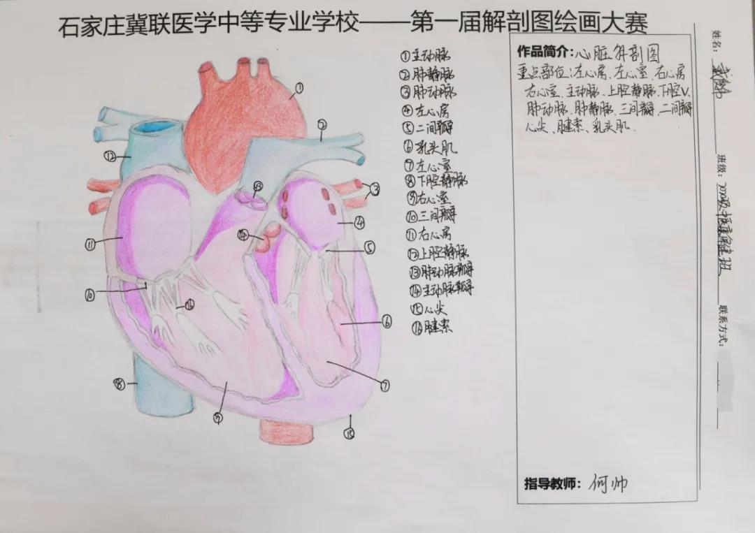 石家庄冀联医学中等专业学校首届解剖图绘画大赛09.jpg