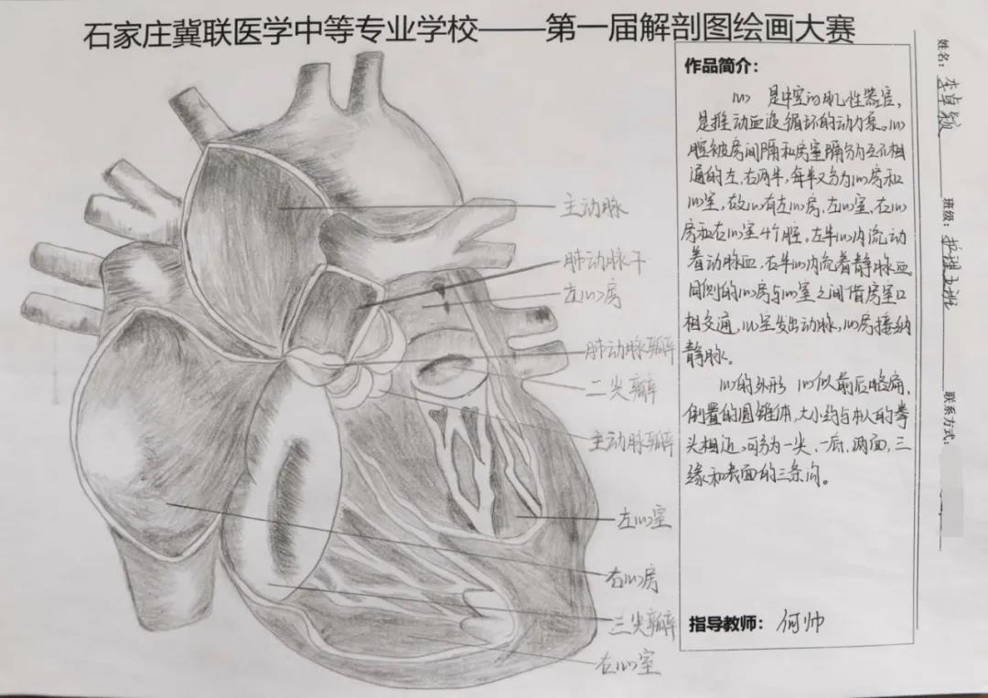 石家庄冀联医学中等专业学校首届解剖图绘画大赛10.jpg