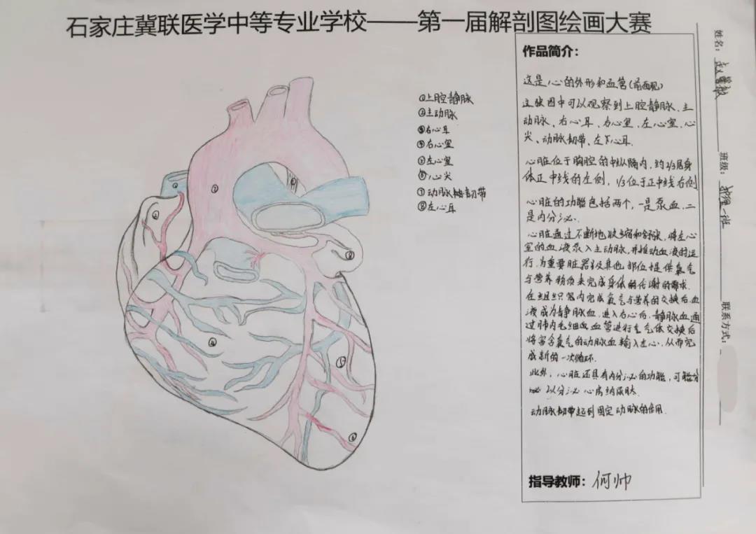 石家庄冀联医学中等专业学校首届解剖图绘画大赛15.jpg